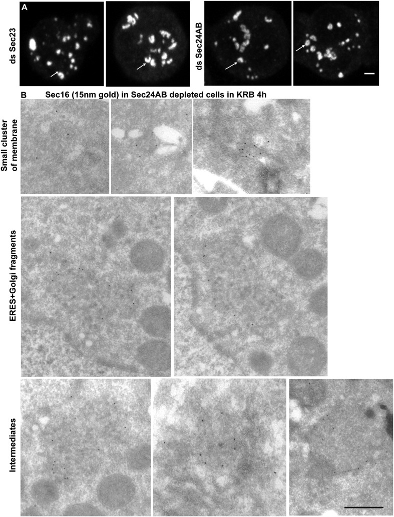 Figure 5—figure supplement 1.