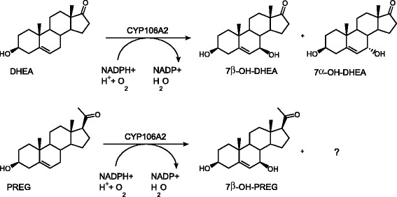 Scheme 2