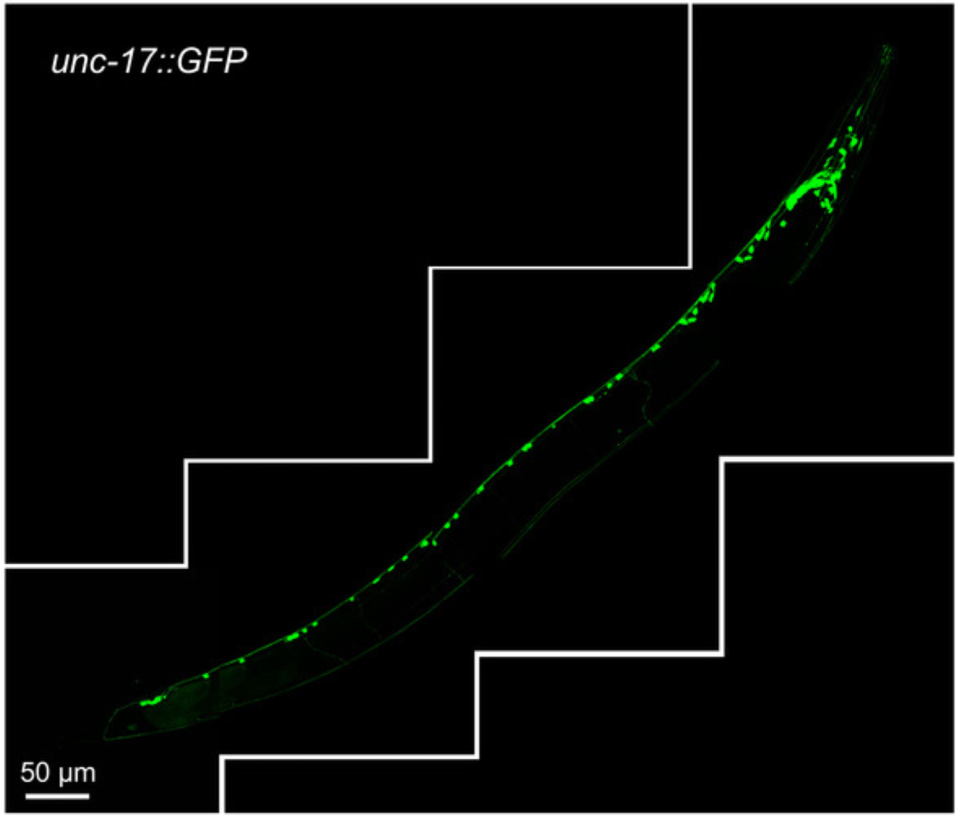 Figure 1: