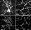 Fig. (1)