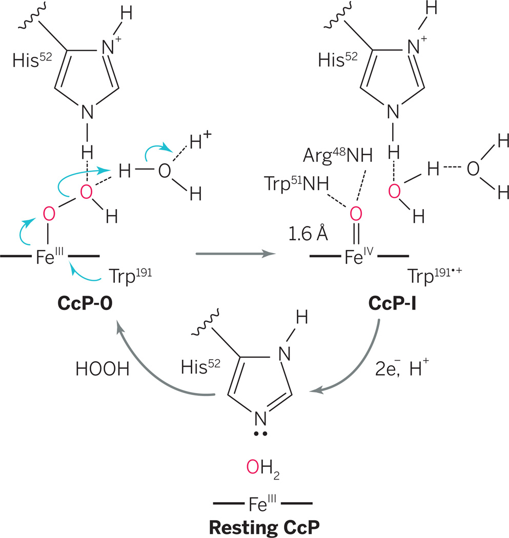 Proton-mediated mechanism