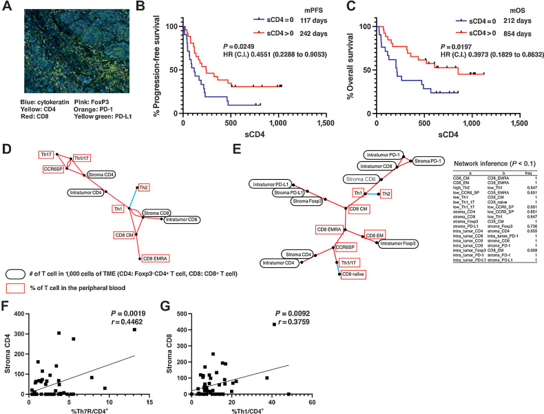 Figure 6. Correlation of T cells in the TME with clinical outcome after PD-1 blockade therapy and network analysis among T cells in the peripheral blood and TME. A, Representative multiplex IHC analysis results. Formalin-fixed and paraffin-embedded sections of biopsy or resected samples from NSCLC specimens were stained for CD4, CD8, Foxp3, PD-1, PD-L1, and cytokeratin with OPAL. Stained sections were imaged using the Vectra Automated Imaging System. The distribution of tumor cells (blue; cytokeratin) and PD-L1 (membranous yellow-green) or infiltrating CD4+ T cells (yellow), CD8+ T cells (red), Foxp3+ T cells (pink), and PD-1+ T cells (orange) are shown. B and C, The Kaplan–Meier analysis of PFS (B) and OS (C) after pembrolizumab therapy in previously untreated NSCLC cohort for whom IHC analysis of tumor tissues was available (n = 46). The red line indicates the group that had one or more FoxP3−CD4+ cells in the tumor stroma, and the blue line indicates the group that had less than one. HR: hazard ratio, C.I.: 95% confidence interval, mPFS: median progression-free survival, mOS: median overall survival. C, Results of the linear regression analysis of peritumoral stromal CD4+ cell counts and PFS of patients with lung cancer treated with pembrolizumab as first-line therapy. D, Correlation coefficients between T-cell subpopulations with FDR < 0.01 were drawn in network form. The positive and negative correlations between the subpopulations are depicted by the red and blue lines, respectively. E, The network of 18 cell clusters was inferred with a modified path consistency algorithm based on the cell fraction data in the peripheral blood and the microenvironment. The inference was performed 1,000 times, and the connection established more than 500 times was set to be significant in this analysis. The cell clusters with positive and negative correlations are connected by red and blue lines, and the fractions of established correlations by 1,000 inferences are indicated on each line. F, Correlation between peripheral blood Th7R metacluster percentage and tumor-stromal CD4+ T-cell count. G, Correlation between peripheral blood CD62Llow Th1 cell percentage and tumor-stromal CD8+ T-cell count.