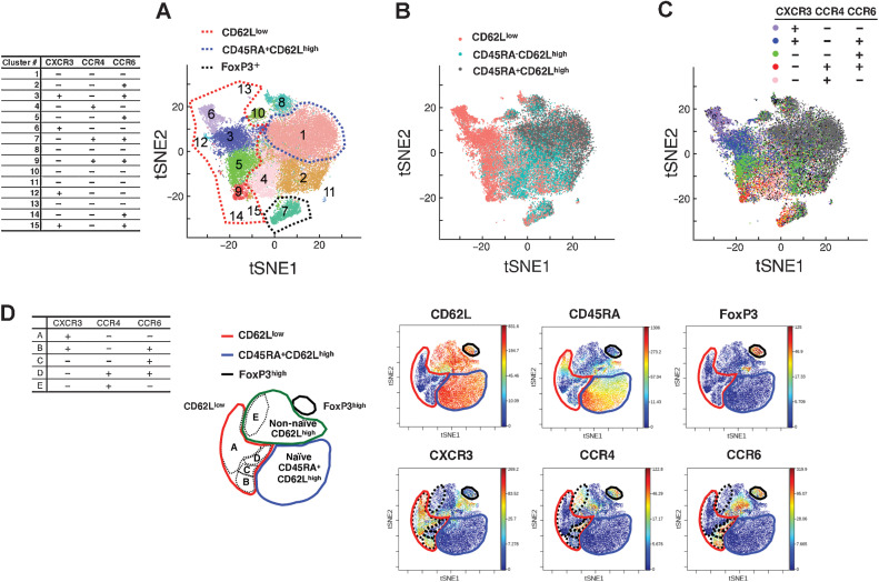 Figure 1. Clustering of CD4+ T cells according to scRNA-seq. A, tSNE plots derived from integrated gene expression data from scRNA-seq of 6 patients with lung cancer collected prior to pembrolizumab therapy. All 33,604 CD3+CD8−CD4+ cells were divided into 15 clusters upon unsupervised clustering. The red dashed line indicates the extent of clusters mostly composed of CD62Llow T cells (cluster #3, #5, #6, #9, #12, #13, #14, and #15). The blue dashed line indicates cluster #1—mostly composed of CD62LhighCD45RA+ T cells. The table shows the expression levels of the CXCR3, CCR4, and CCR6 proteins in each cluster as determined by the value of TotalSeq-C (Fig. 1C). B and C, Cell-level annotation of B: CD62L, CD45RA, and C: CXCR3, CCR4, and CCR6 from scRNA-seq of 6 patients (same tSNE reduction as in A). Annotation was performed according to the TotalSeq-C counts of each cell, in the gating method. The gating strategy is detailed in Supplementary Fig. S2. D, Representative illustrations of mass cytometry viSNE analysis for gated CD4+CD3+ cells observed after the expression of 21 molecules and the expressions of six molecules are presented. The red lines indicate the extent of the region representing the CD62Llow subpopulation. The blue lines indicate the CD45RA+CD62Lhigh region. The black lines indicate the FoxP3+ region. The green line indicates the remaining region. The black dashed lines indicate the five regions mapped on the basis of CXCR3, CCR4, and CCR6 expression. The chemokine receptor expression patterns in each region are presented in the table.