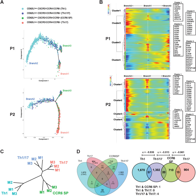 Figure 3. Th clusters are distinct from Th1 and Th17 found in responders. A, The trajectory of the pseudotime analysis of four CD62Llow CD4+ subpopulations of PR patient (P1 and P2) calculated from DEGs between Th1-Th17 clusters of this patient. Details of DEGs were summarized in Supplementary Table S4A. B, The heatmap shows the result of BEAM. The genes representing each cluster are highlighted in the box. Details of these branch-dependent genes were summarized in Supplementary Table S4B. C, Clustering analysis based on raw β-values of differentially methylated probes obtained from four isolated CD62Llow CD4+ T-cell clusters derived from 3 patients (M1–M3). D, TCR clonotype overlap between four subpopulations aggregated for 6 patients. Numbers represent the number of clonotypes and the numbers within parentheses represent the number of cells included in that category. κ, κ coefficient.