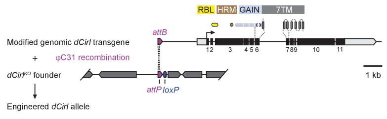 Figure 1—figure supplement 1.