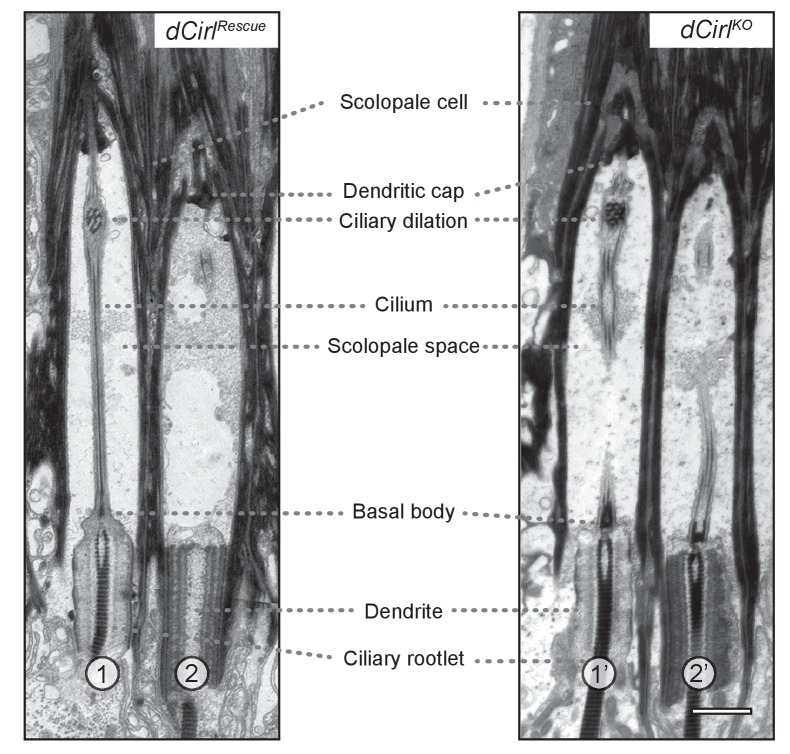 Figure 1—figure supplement 2.