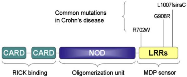 Fig. 1