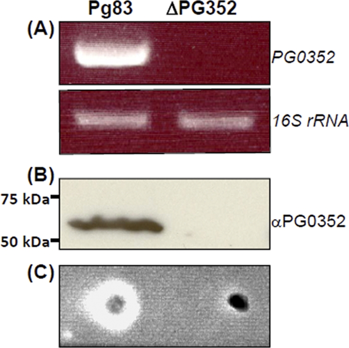 Fig 5