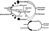 Fig. (1)