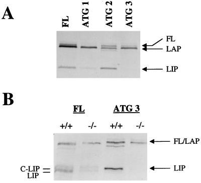 FIG. 1