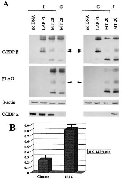 FIG. 5