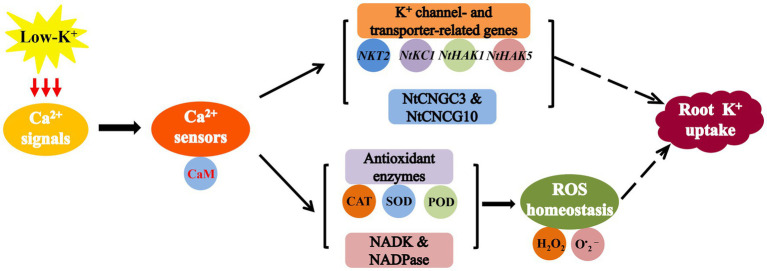 Figure 15