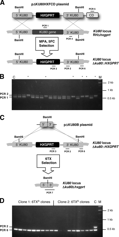 FIG. 1.