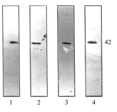 FIG. 8