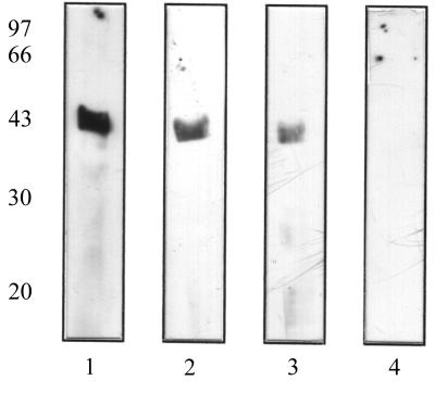 FIG. 7