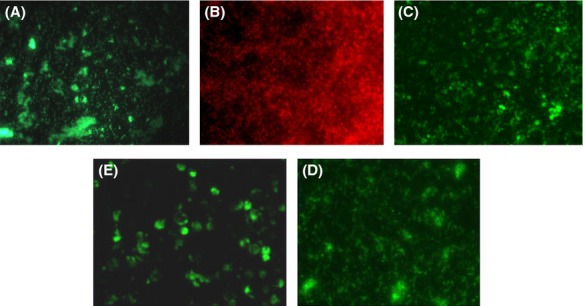 Figure 10