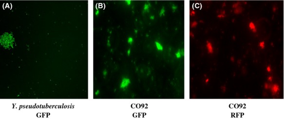 Figure 7