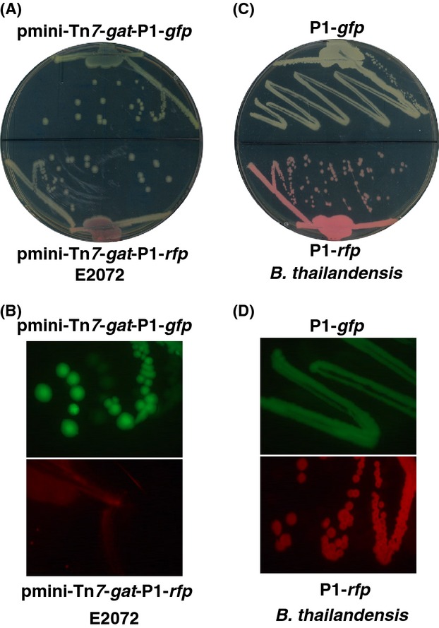 Figure 9