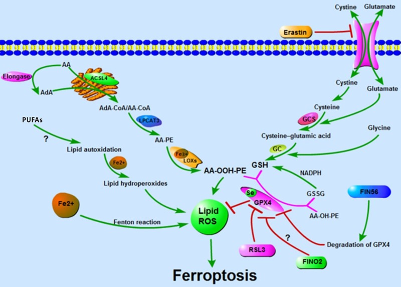 FIGURE 1