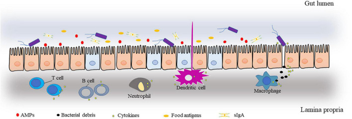 FIGURE 1