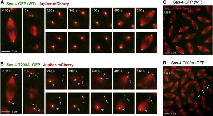 Figure 4