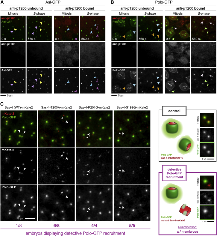 Figure 3