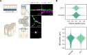Figure 2—figure supplement 1.