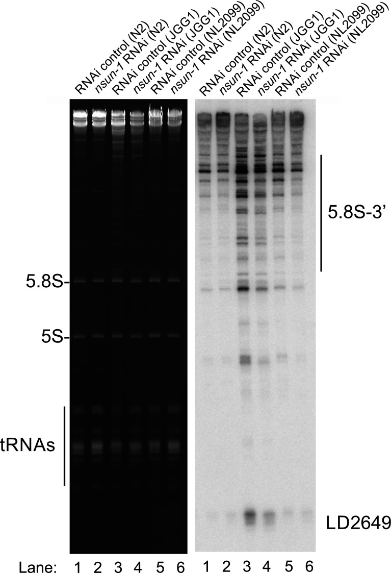 Figure 5—figure supplement 1.