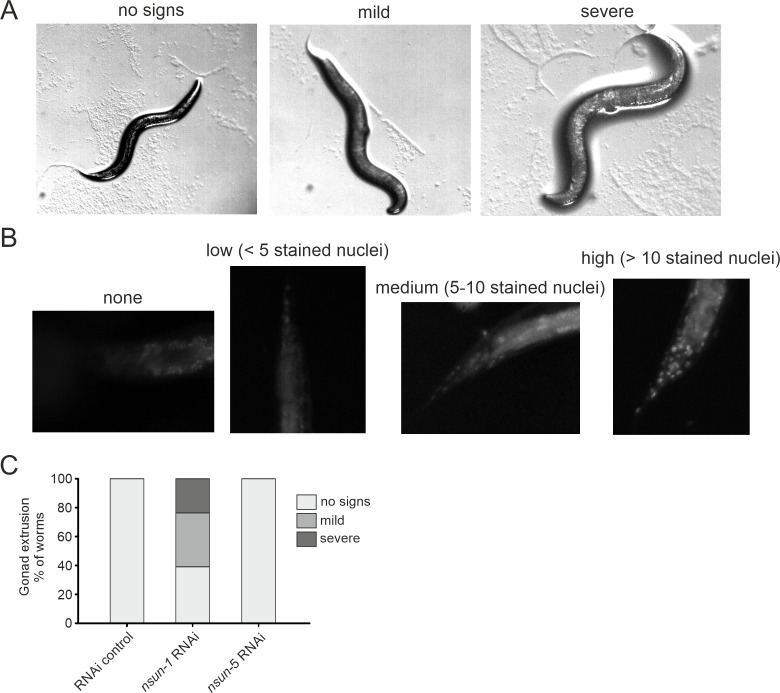 Figure 7—figure supplement 2.