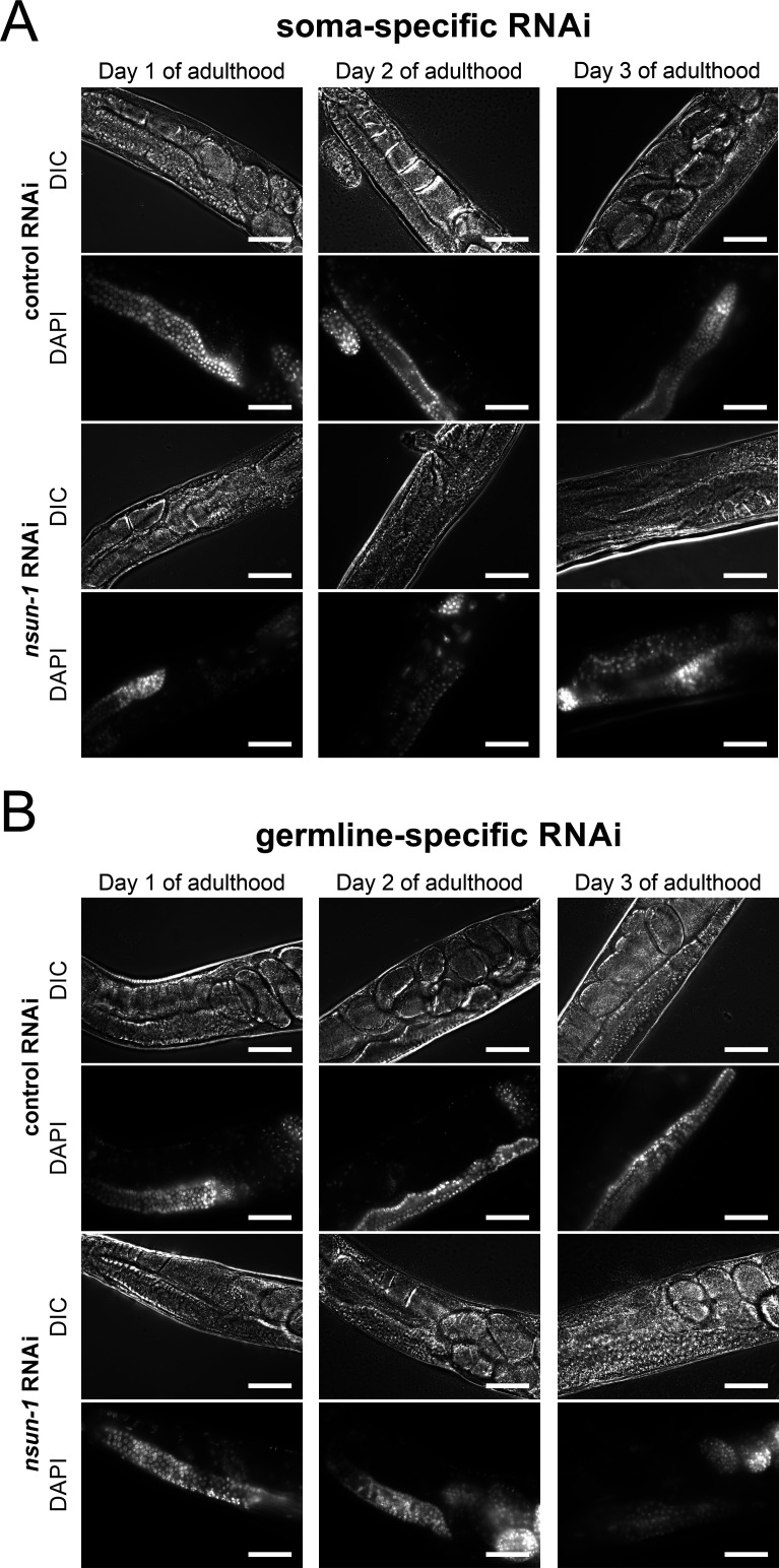 Figure 4—figure supplement 2.