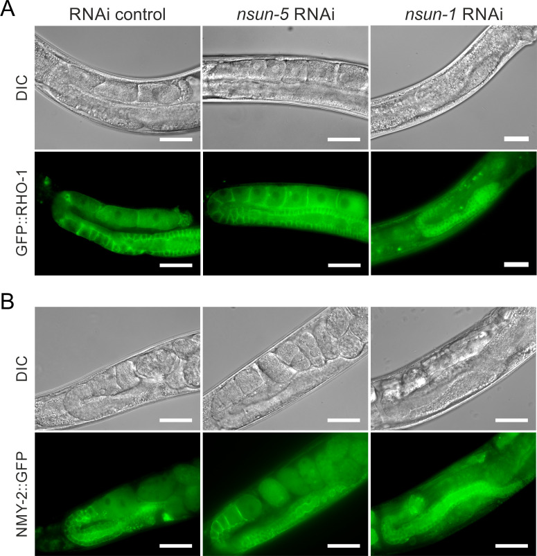 Figure 4—figure supplement 1.