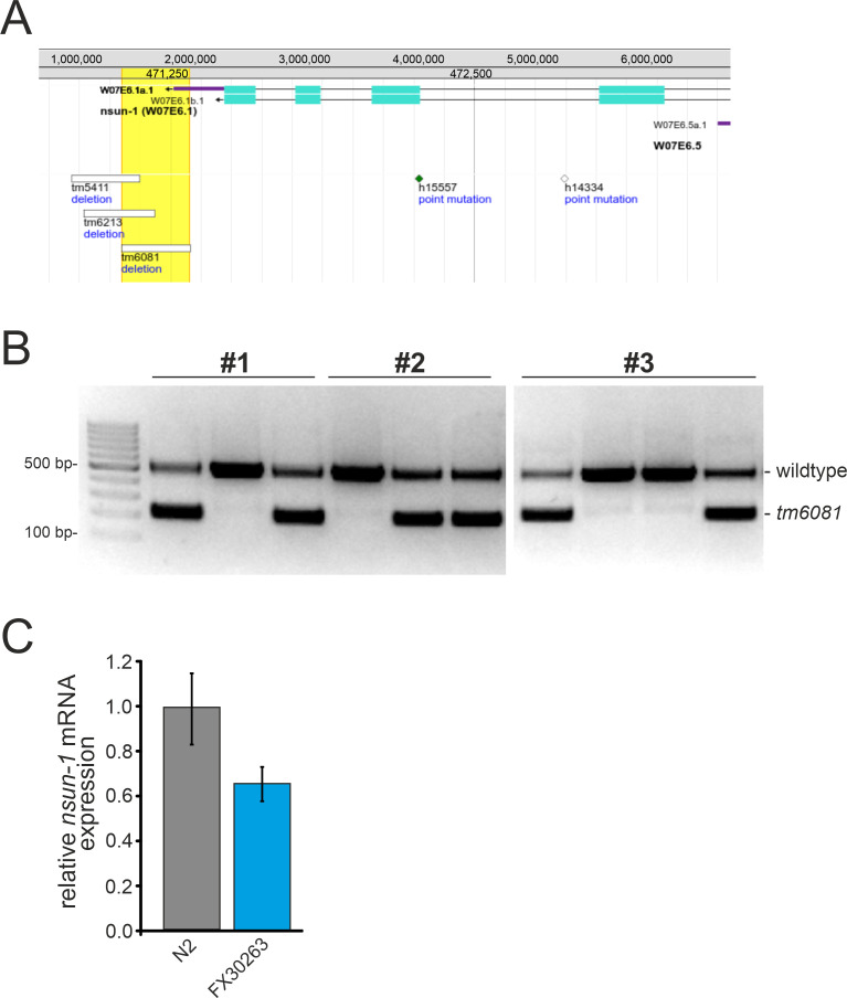 Figure 1—figure supplement 1.