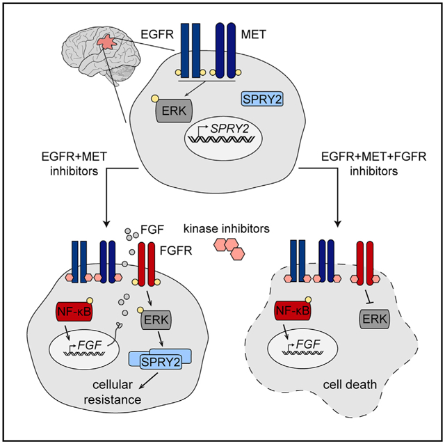 graphic file with name nihms-1574782-f0001.jpg