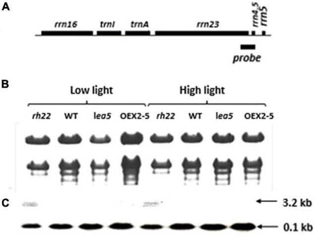 FIGURE 4