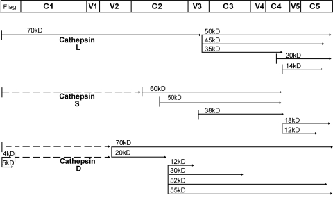 FIG. 2.