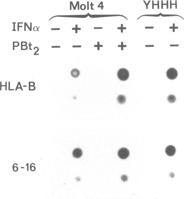 graphic file with name pnas00246-0244-a.jpg