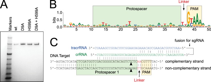 FIGURE 1.