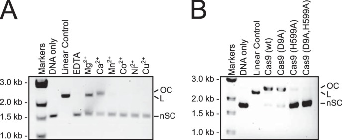 FIGURE 4.