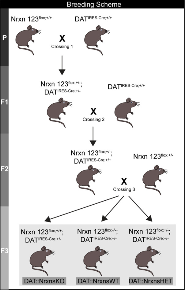 Figure 1—figure supplement 1.