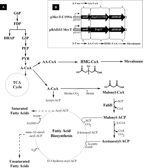 FIG. 1.