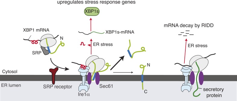 Figure 7.