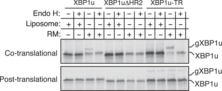 Figure 5—figure supplement 1.