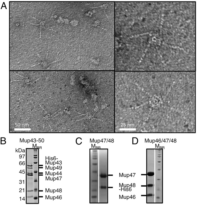 Fig. 2.