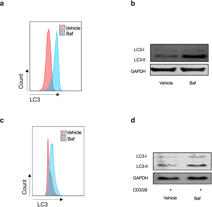 Figure 1—figure supplement 1.