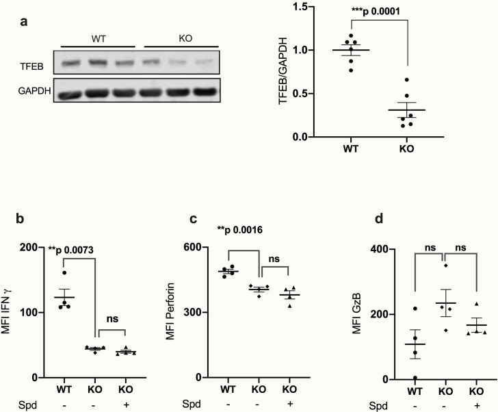 Figure 5—figure supplement 2.