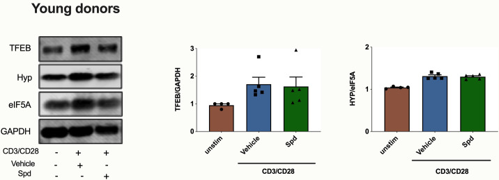 Figure 5—figure supplement 1.