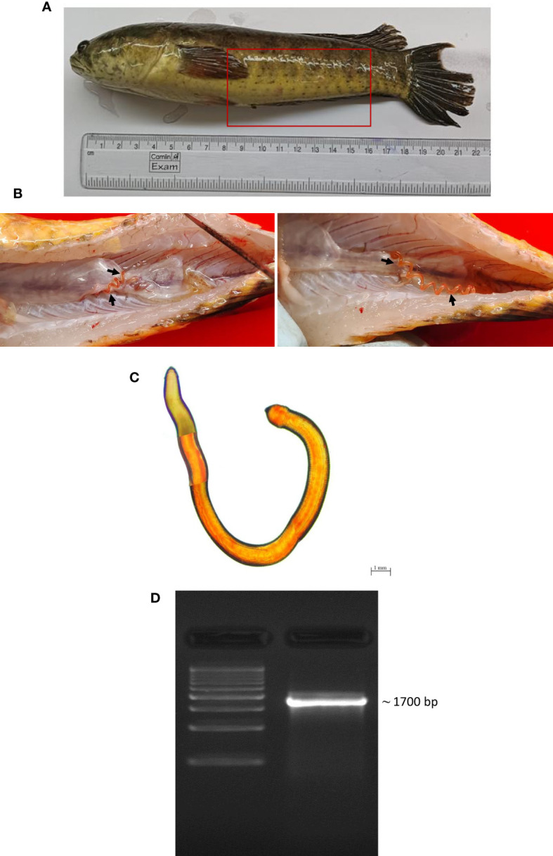 Figure 1