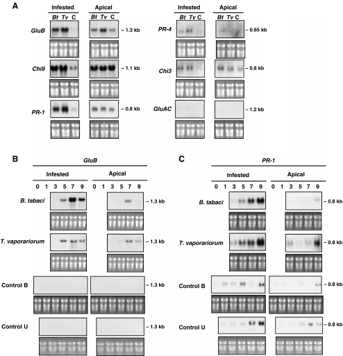 Fig. 2