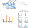 A comparative analysis of VHH frameworks, immunoblot detection, ELISA results, and flow cytometry analysis to evaluate the display and binding capabilities of therapeutic VHHs.