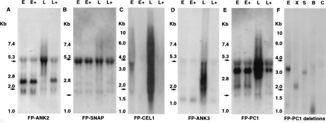 FIG. 6